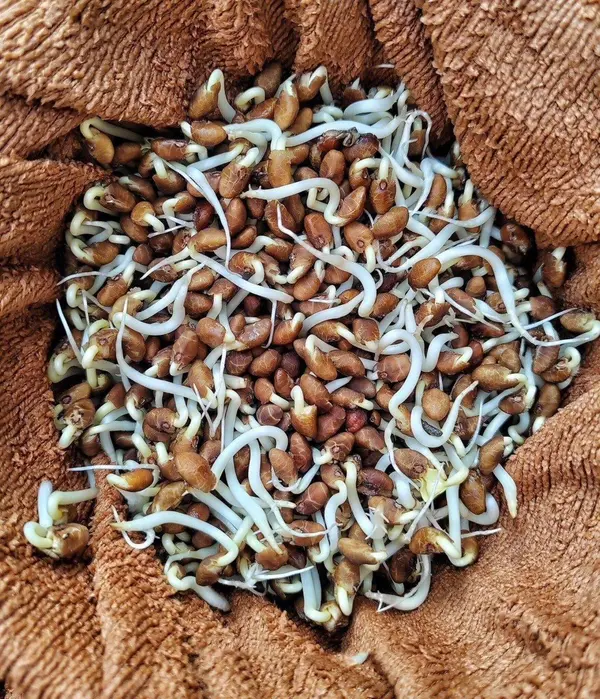 Ngâm ủ hạt giống đậu rồng