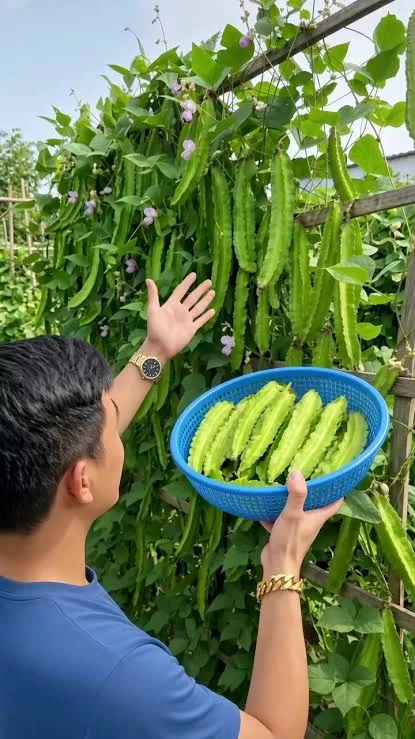 Trồng đậu rồng tứ quý quanh năm