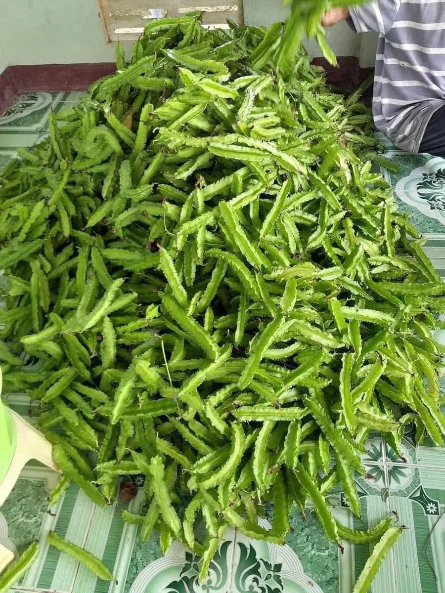 Cây đậu rồng phát triển khỏe