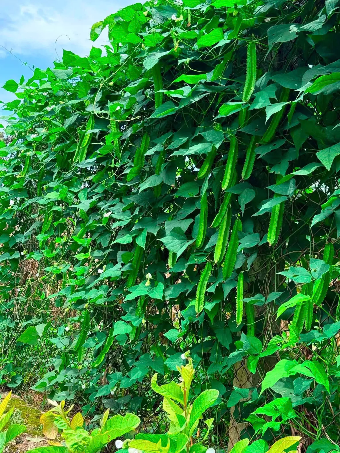 Đậu rồng tứ quý năng suất cao